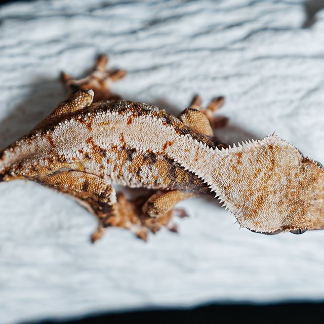 트라이 익스트림할리퀸