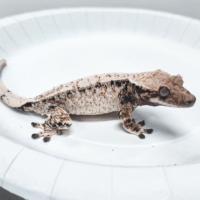 Tri Extreme Harlequin