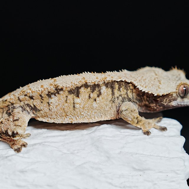 트라이 익스트림할리퀸