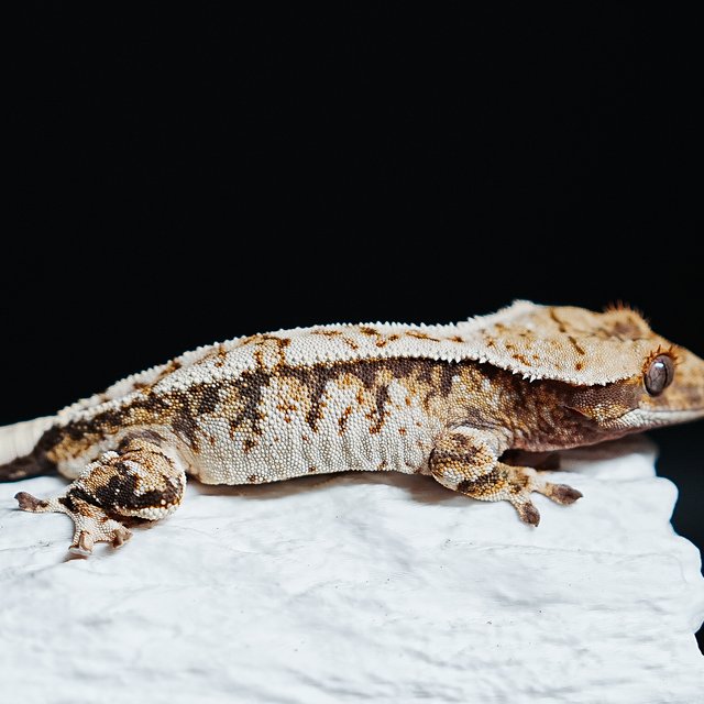 트라이 익스트림할리퀸