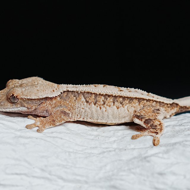 트라이 익스트림할리퀸