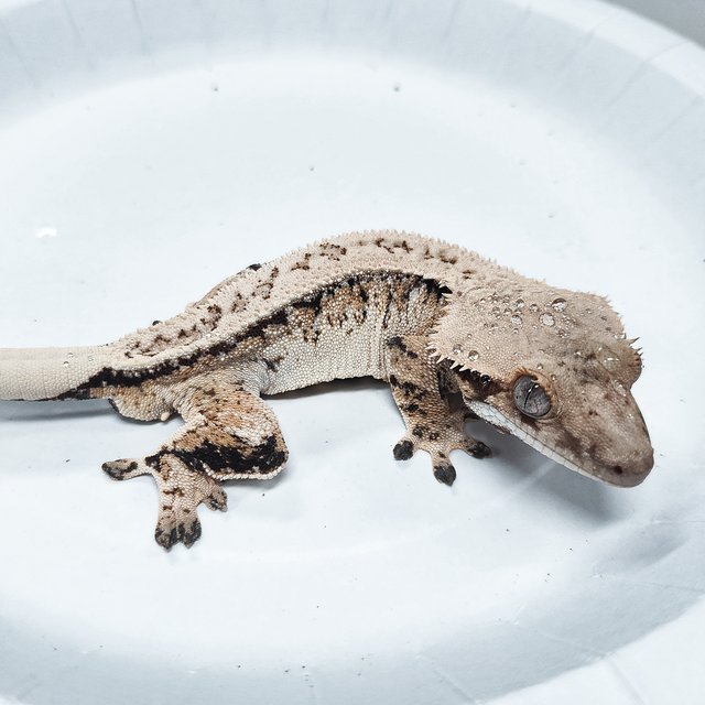 Tri Extreme Harlequin