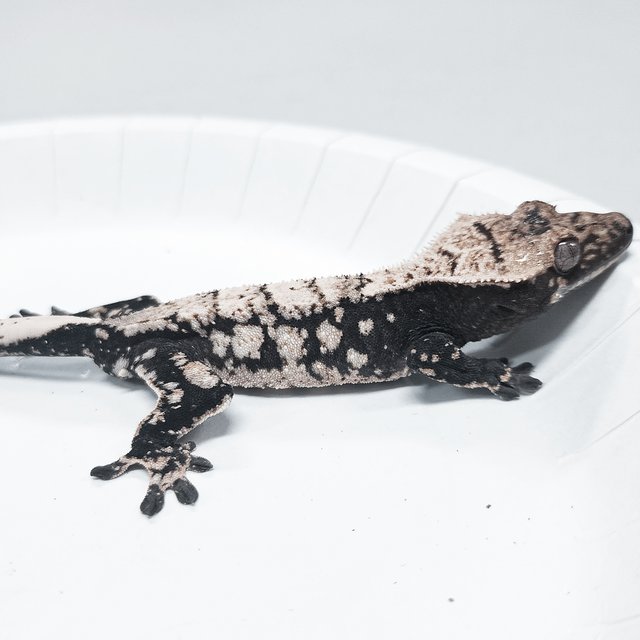 Tri Extreme Harlequin