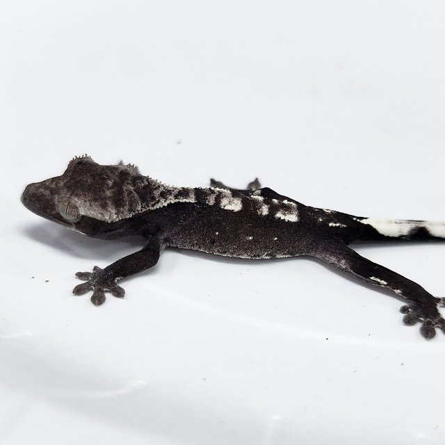 Axanthic