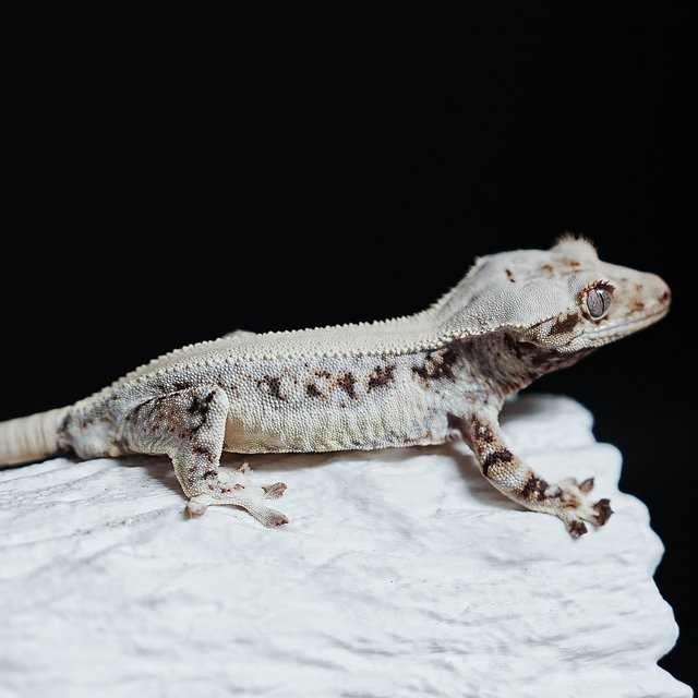 Lilly White Solid Back Full Pinstripe