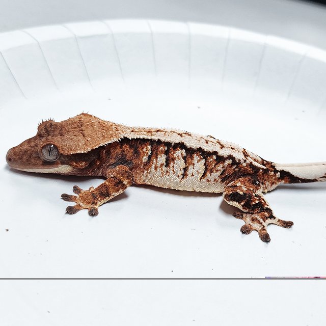 Tri Extreme Harlequin