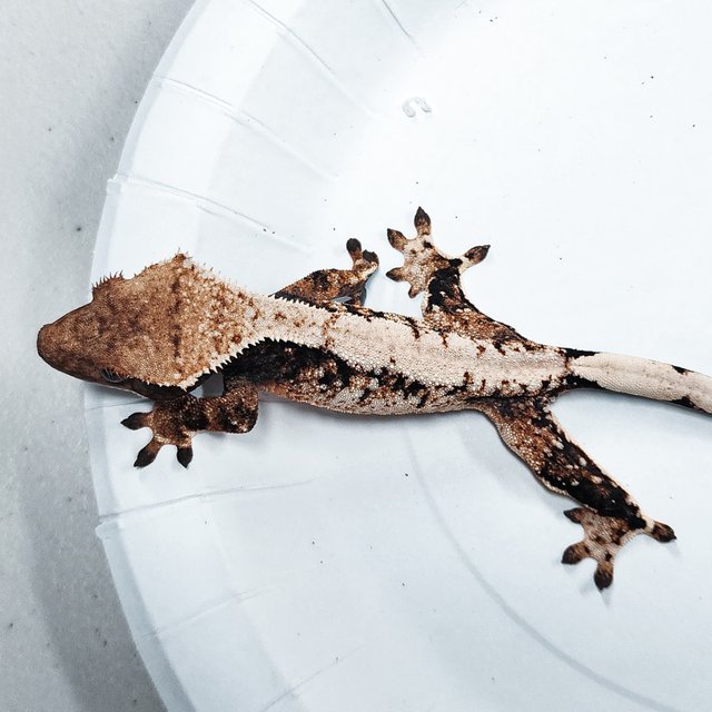 Tri Extreme Harlequin