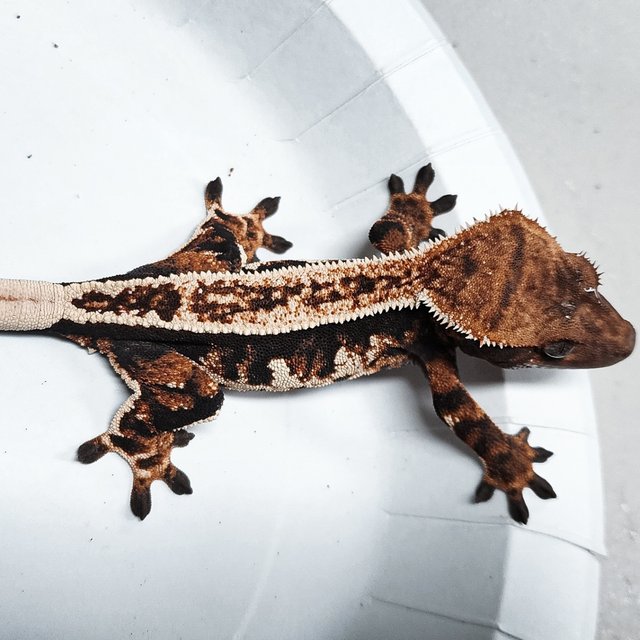 Full Pinstripe Tri Extreme Harlequin