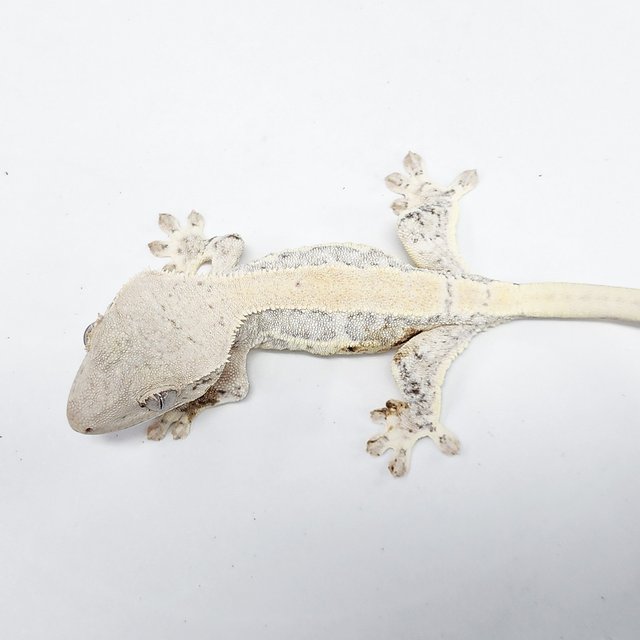 Lilly White
