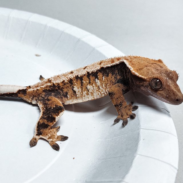 Tri Extreme Harlequin