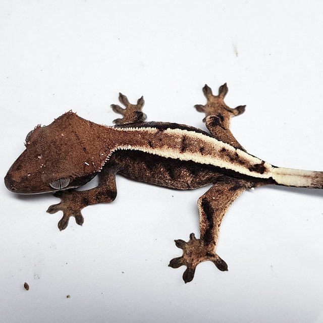 100% Het Axanthic Sable