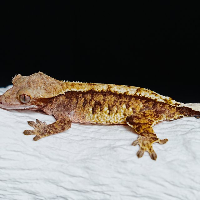 Tri Extreme Harlequin