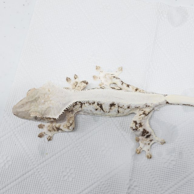 솔리드백 릴리화이트