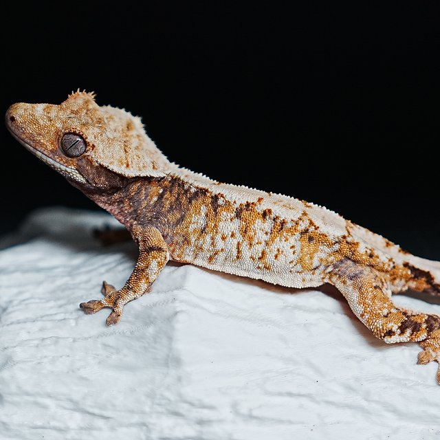 트라이 익스트림할리퀸