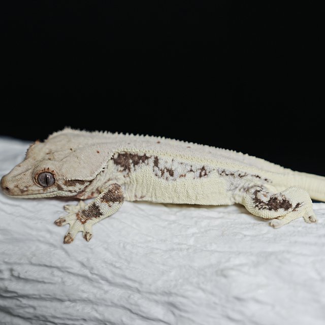 풀핀 릴리화이트