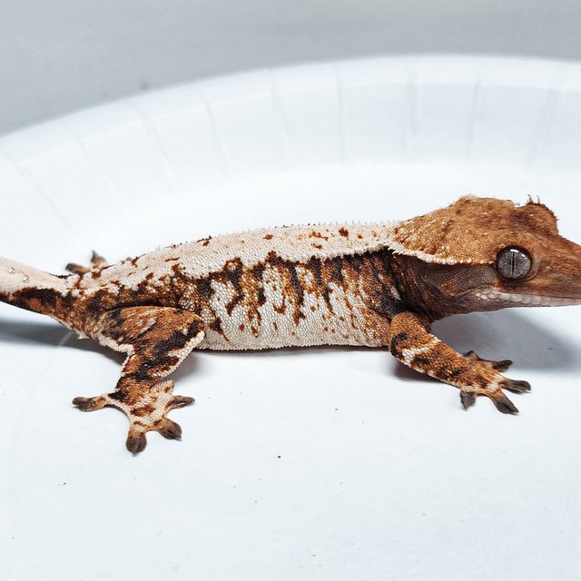 Tri Extreme Harlequin