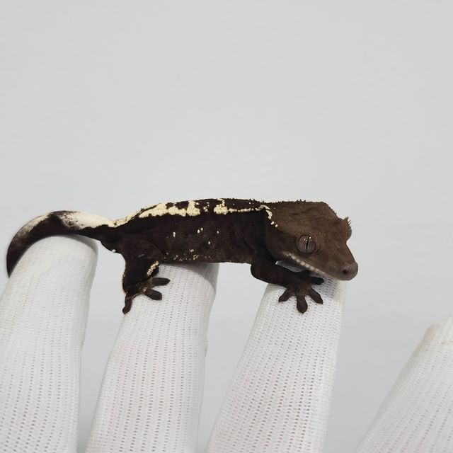세이블