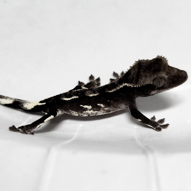 Axanthic