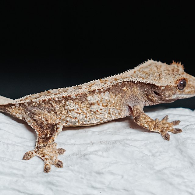 트라이 익스트림할리퀸