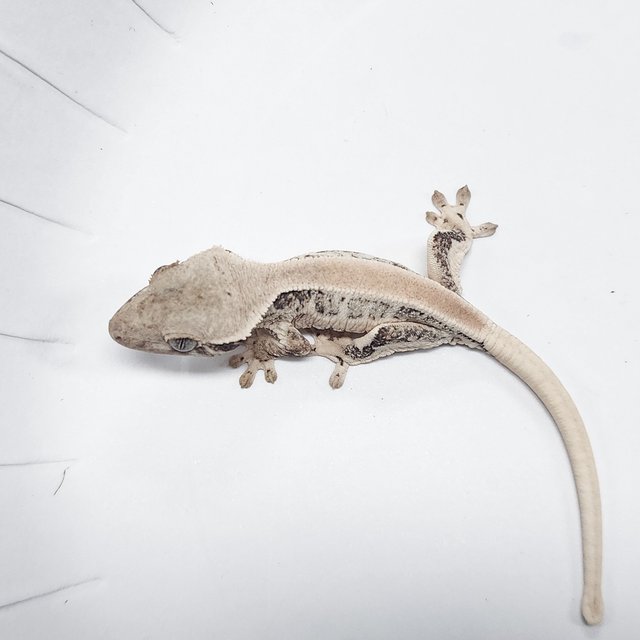 Lilly 100% Het Axanthic