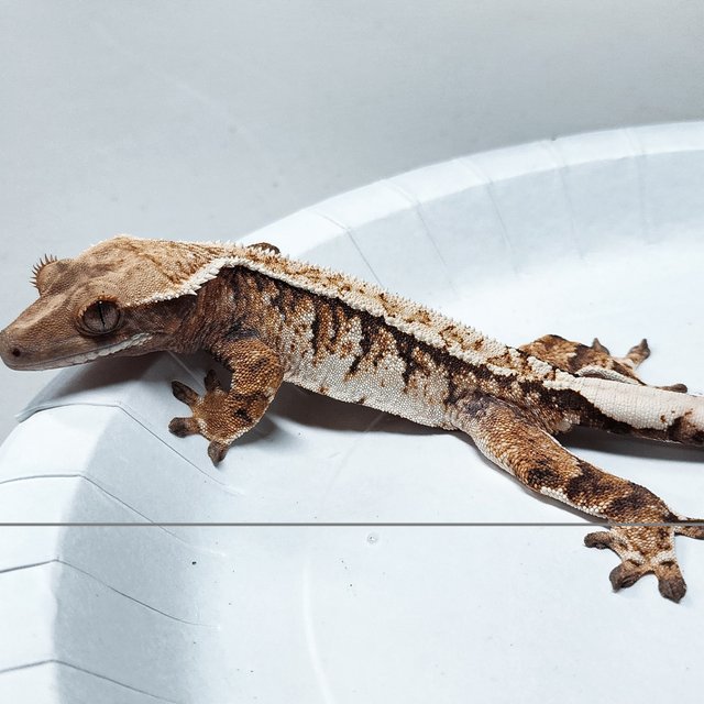 Tri Extreme Harlequin