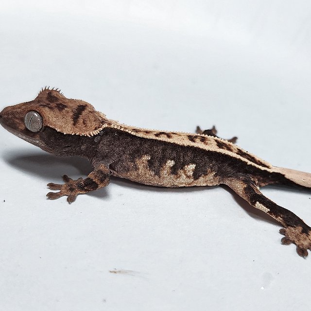 Full Pinstripe 100% Het Axanthic