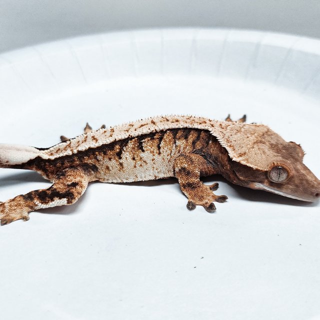 Tri Extreme Harlequin
