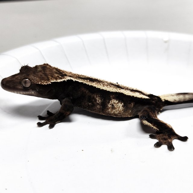 Sable 100% Het Axanthic