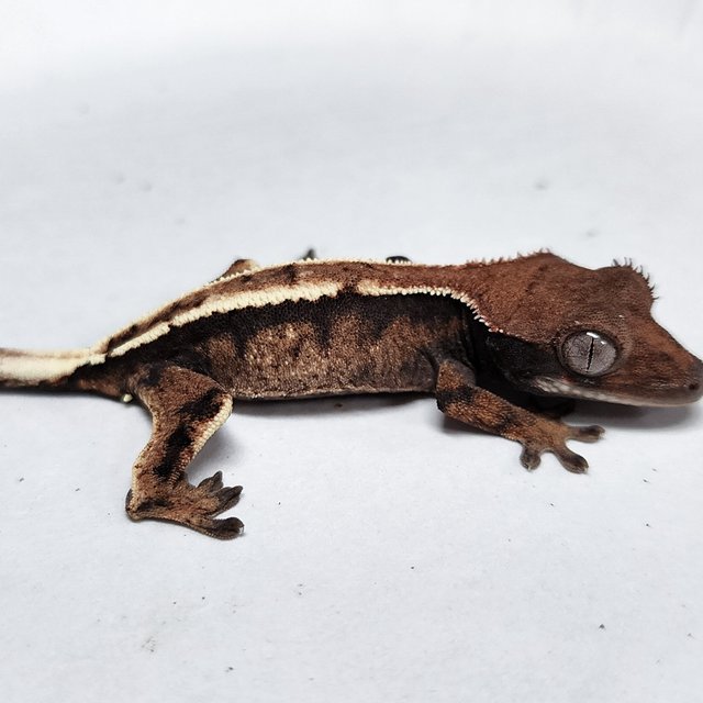 100% Het Axanthic Sable