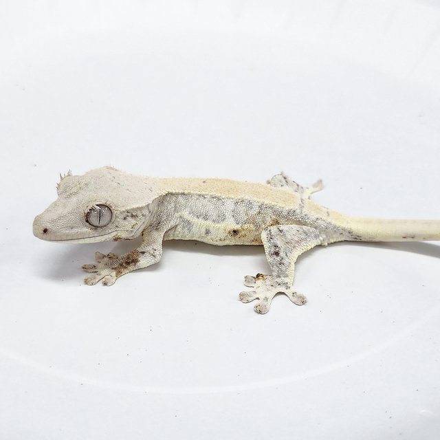 Lilly White