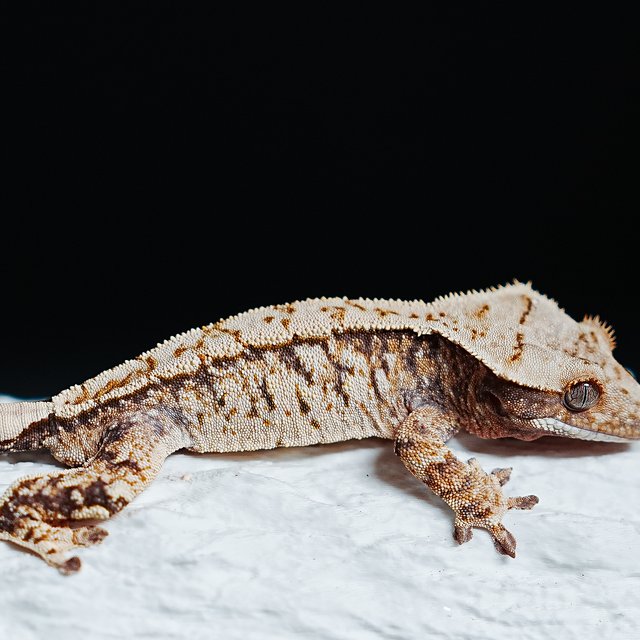 트라이 익스트림할리퀸