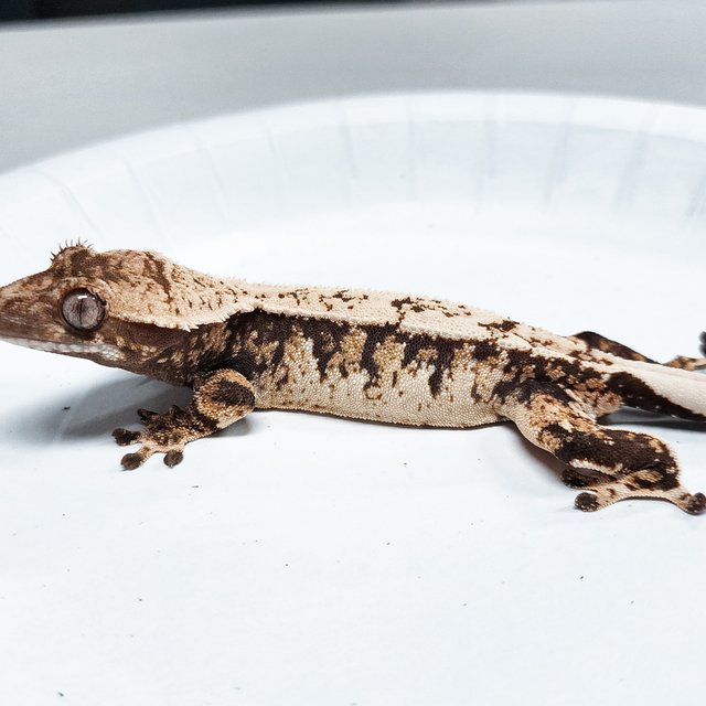 Tri Extreme Harlequin