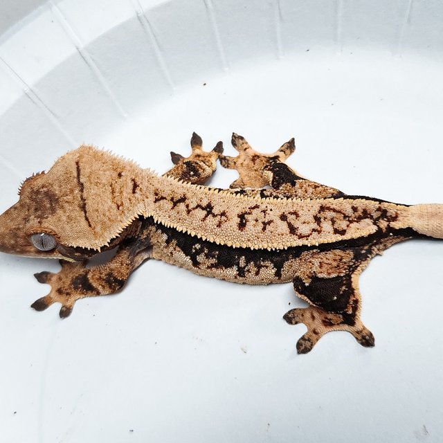 Tri Extreme Harlequin