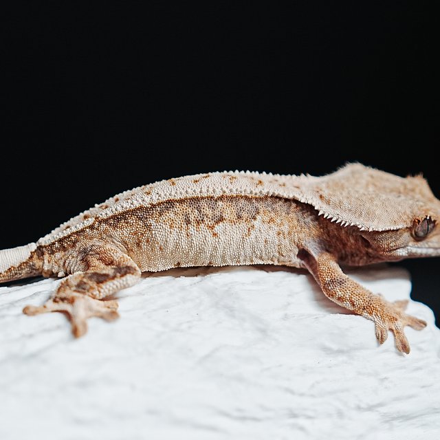 트라이 익스트림할리퀸