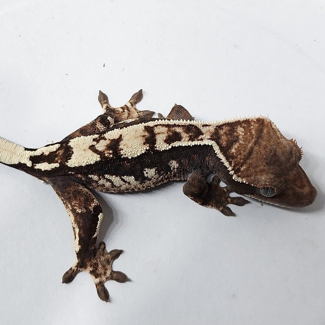 100% Het Axanthic