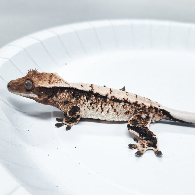 Tri Extreme Harlequin