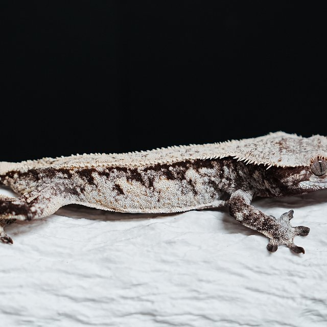 트라이 익스트림할리퀸