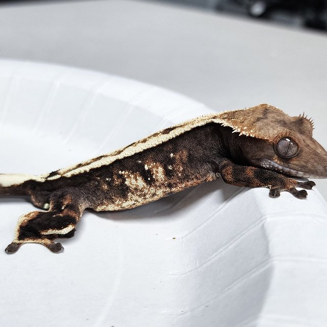100% Het Axanthic Sable