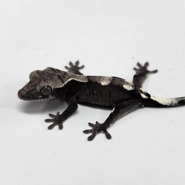 Axanthic