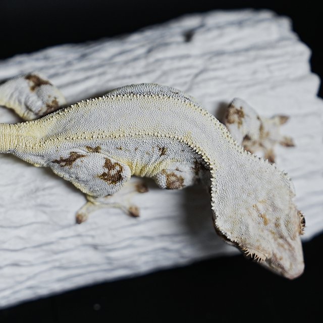 Full Pinstripe Solid Back Lilly White