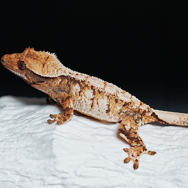 Tri Extreme Harlequin