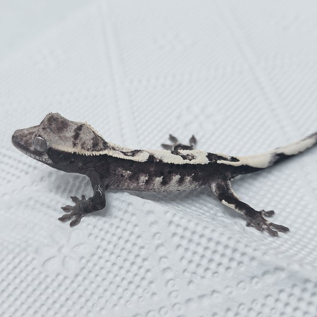 Sable Axanthic