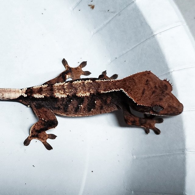 100% Het Axanthic Sable