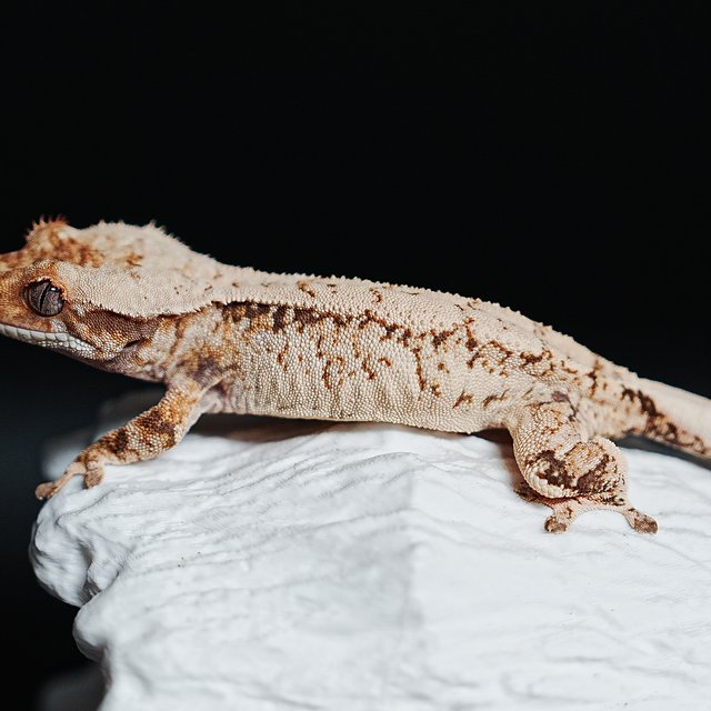 Tri Extreme Harlequin