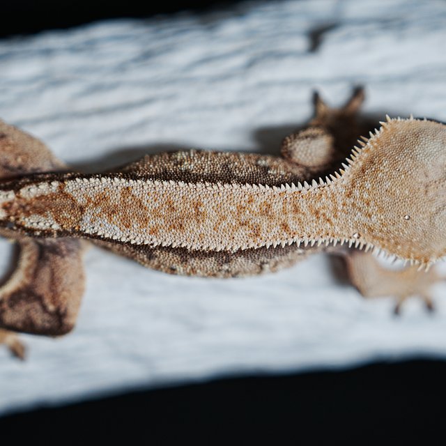 트라이 익스트림할리퀸