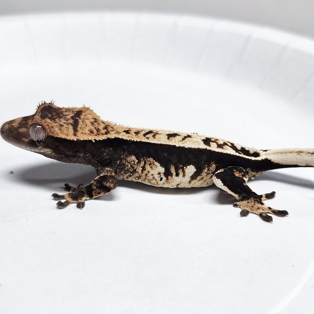Full Pinstripe 100% Het Axanthic