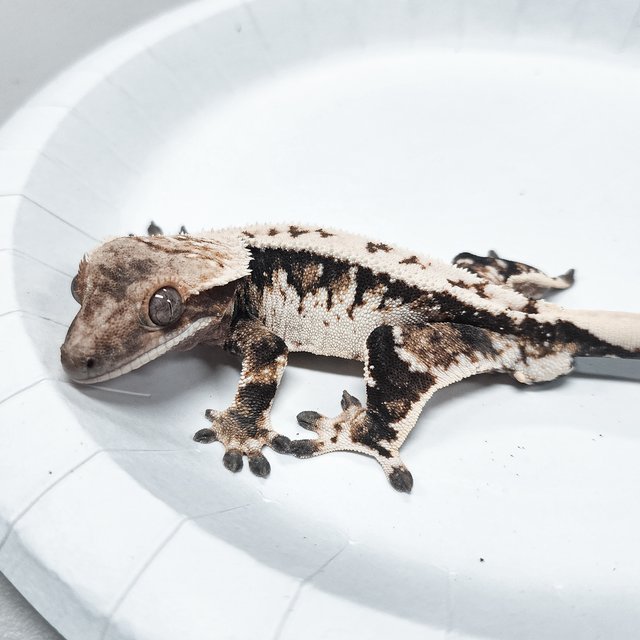 Tri Extreme Harlequin