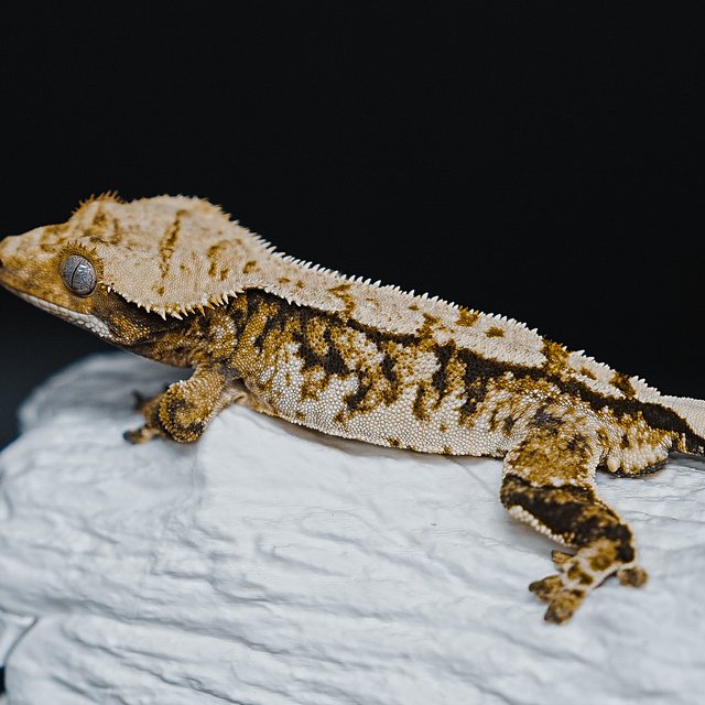 트라이 익스트림할리퀸