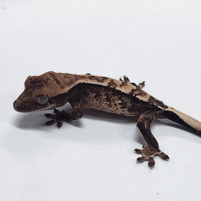 Sable 100% Het Axanthic