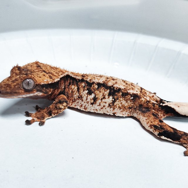 Tri Extreme Harlequin